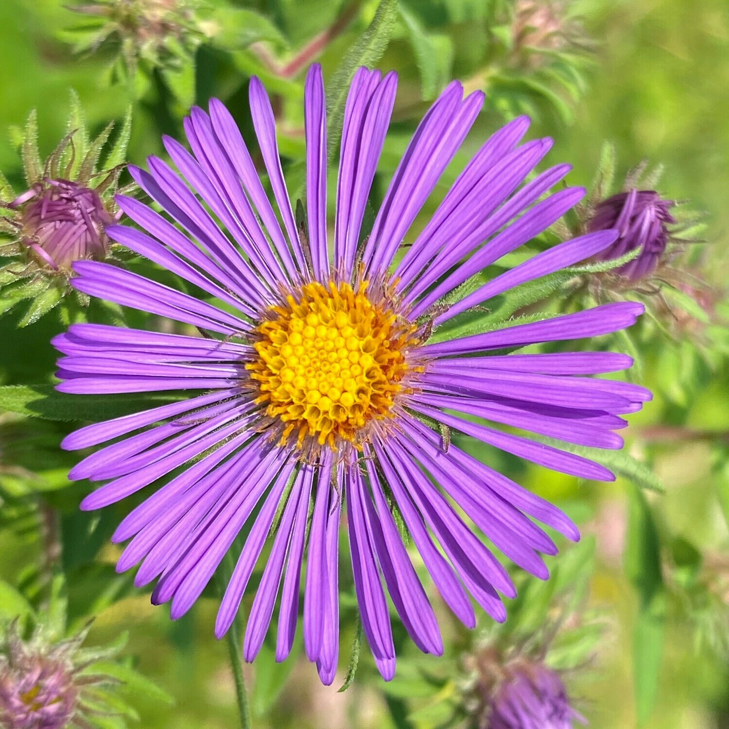 Symphyotrichum novae-angliae (New England aster)