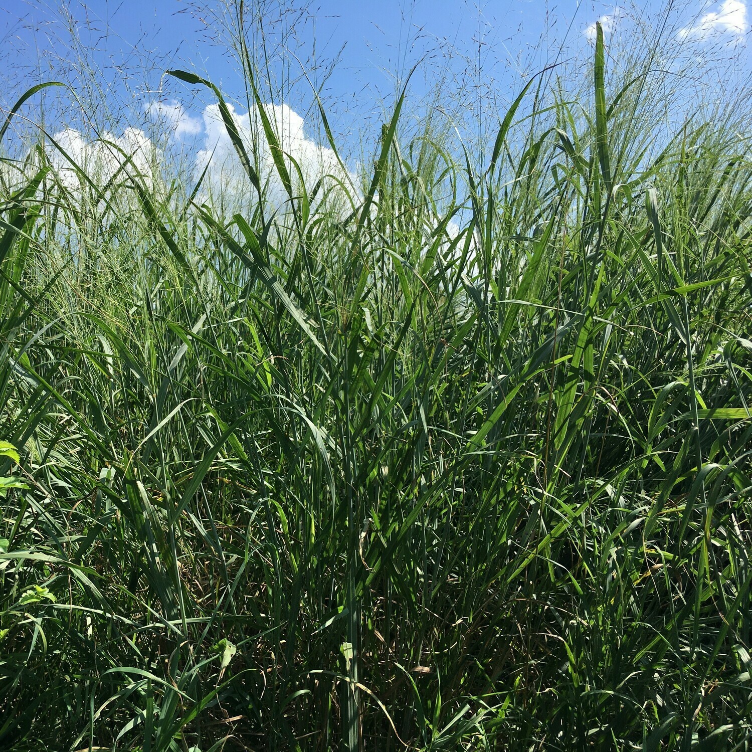 Panicum virgatum (switchgrass)