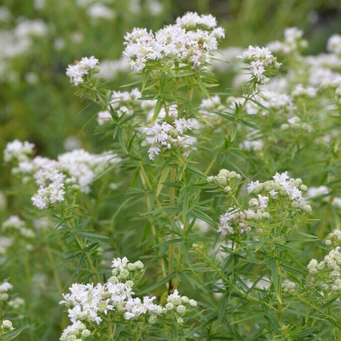 Pycnanthemum virginianum (Virginia mountain mint)