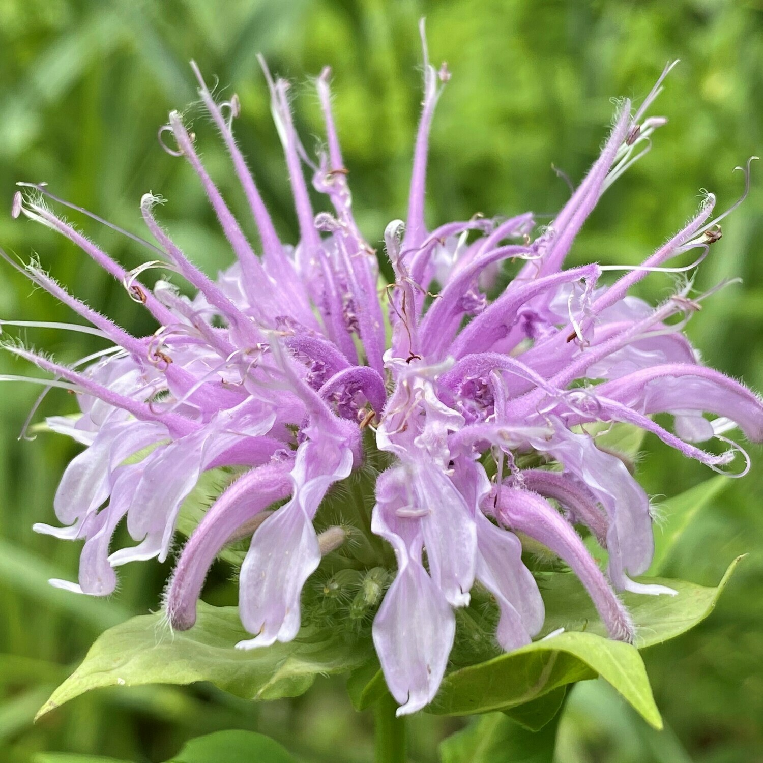 Monarda fistulosa (wild bergamot)