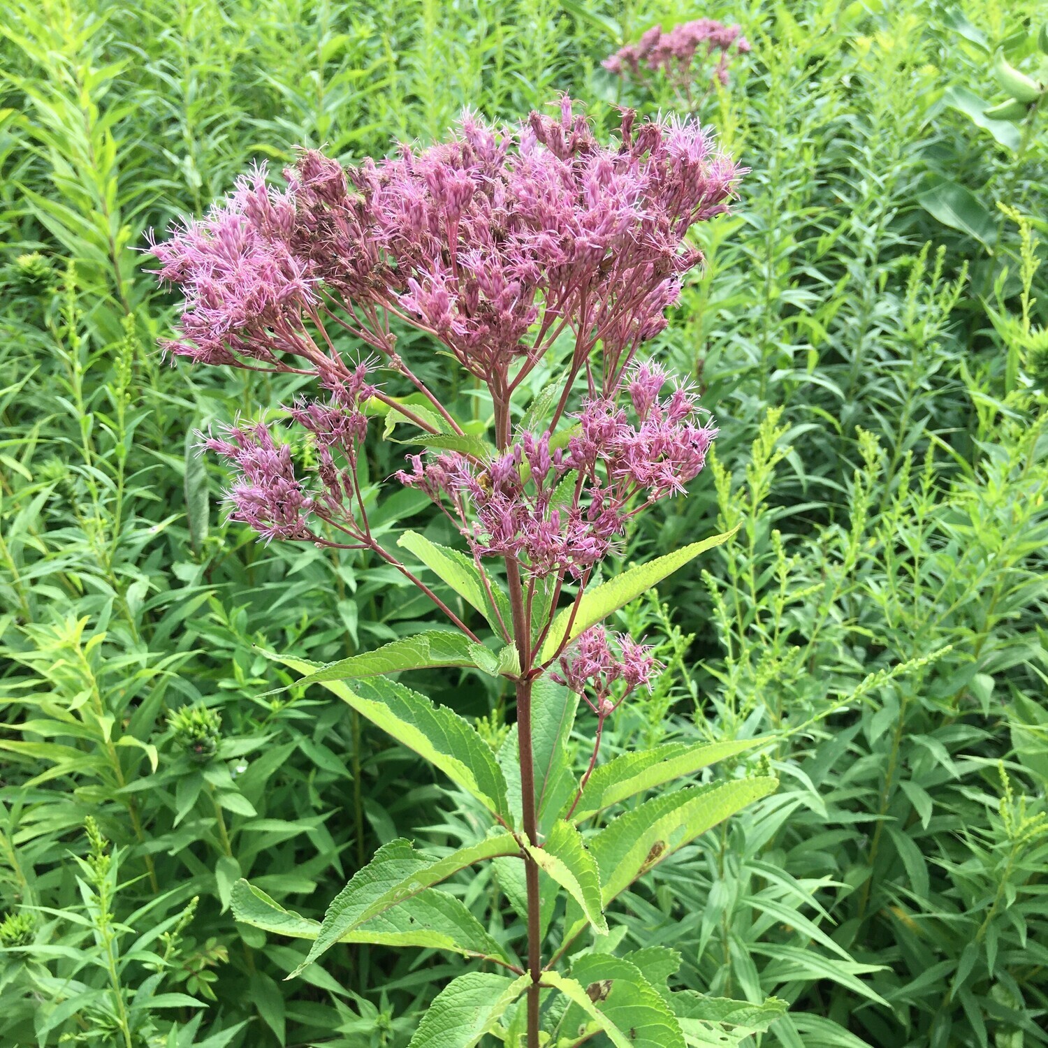 Eutrochium purpureum (sweet Joe-Pye weed)