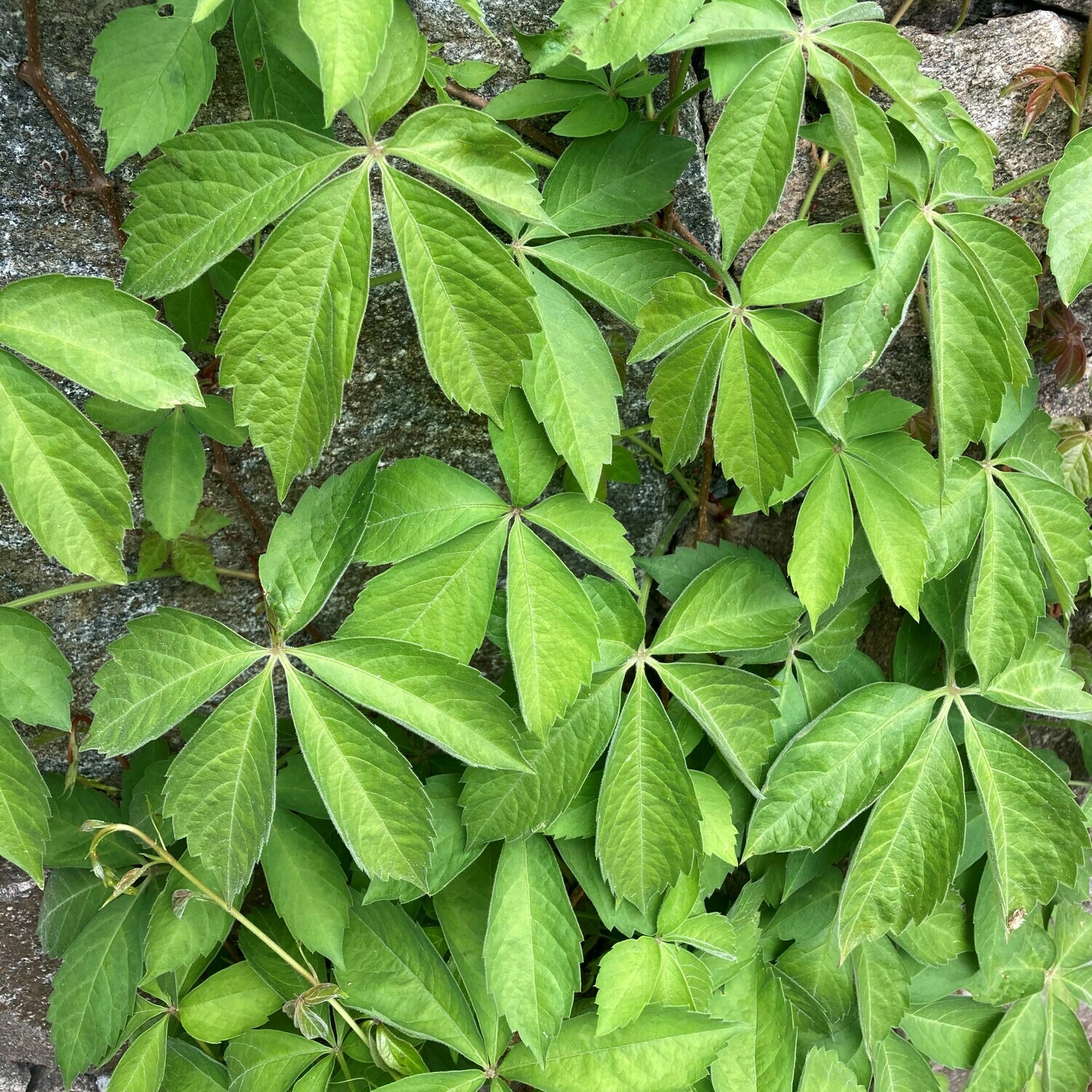 Parthenocissus quinquefolia (Virginia creeper)
