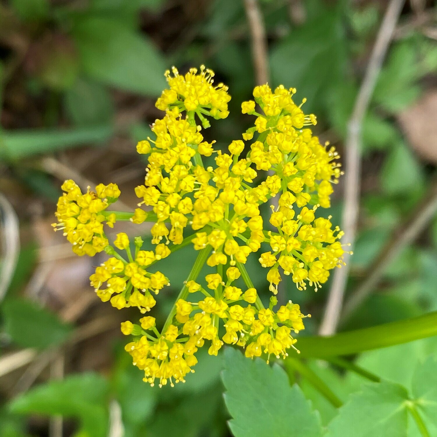 Zizia aurea (golden Alexanders)