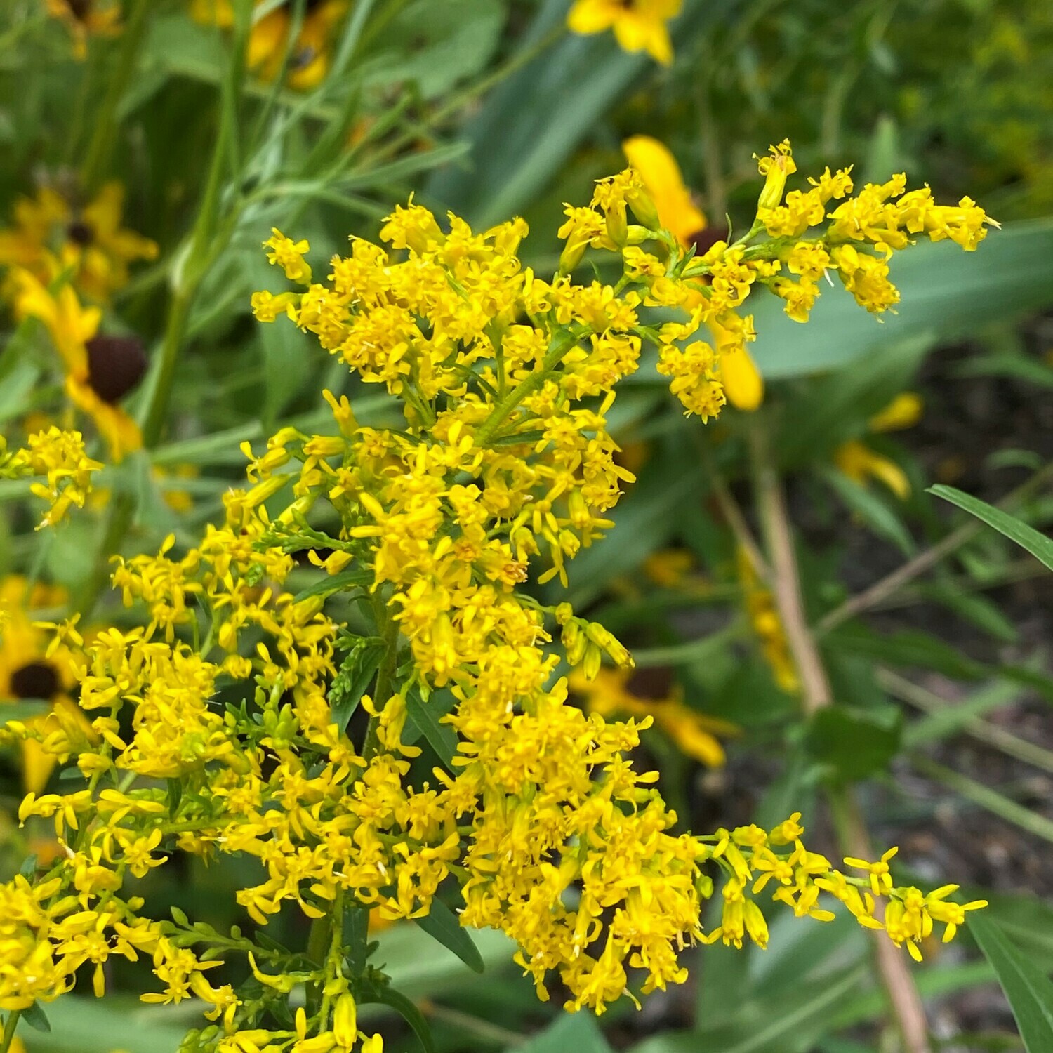 Solidago odora (Sweet goldenrod)