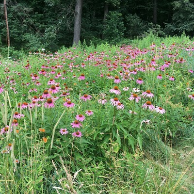 Echinacea purpurea (purple coneflower)