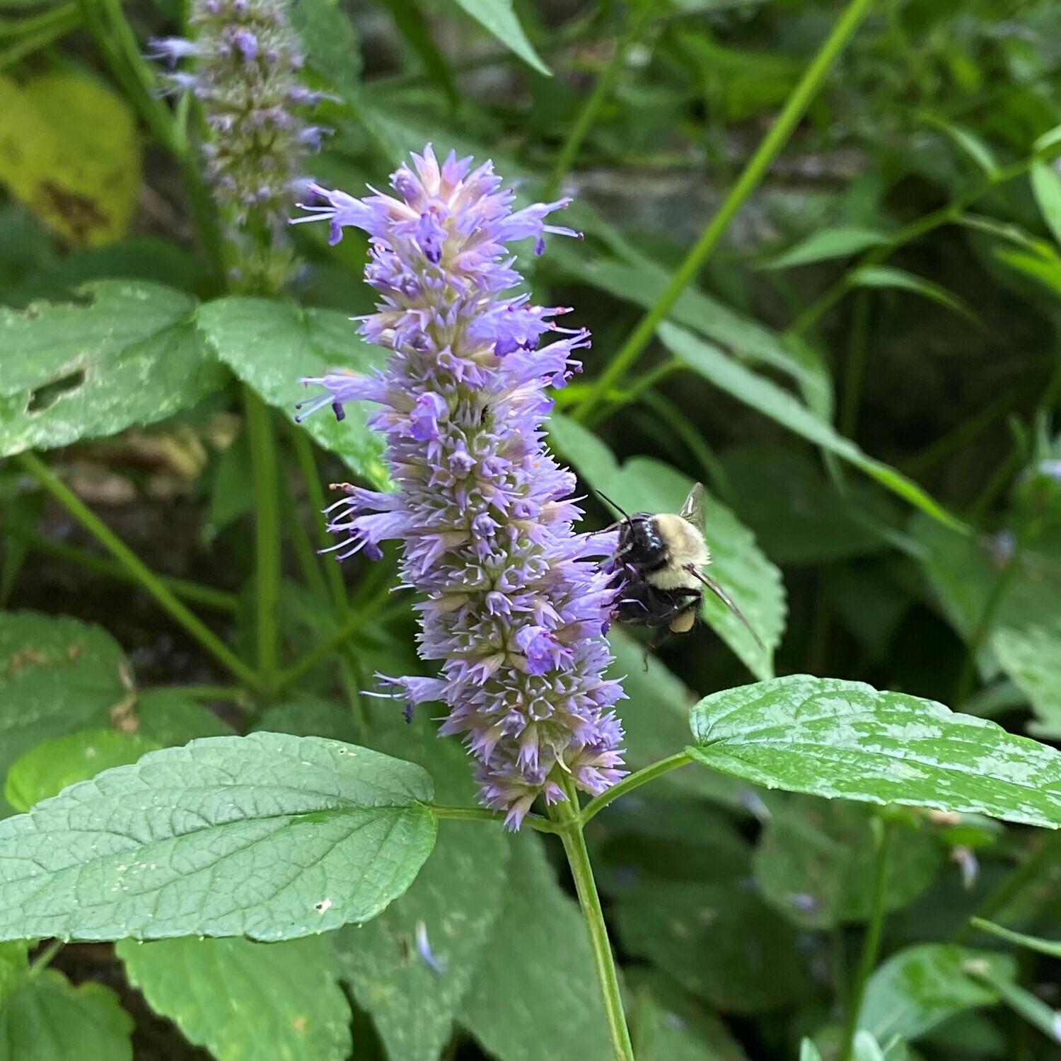 Agastache foeniculum (Anise hyssop)