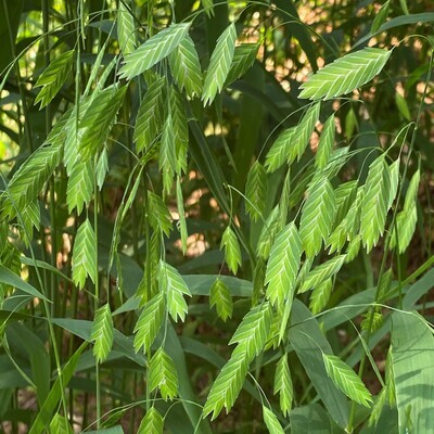 Chasmanthium latifolium (river oats)