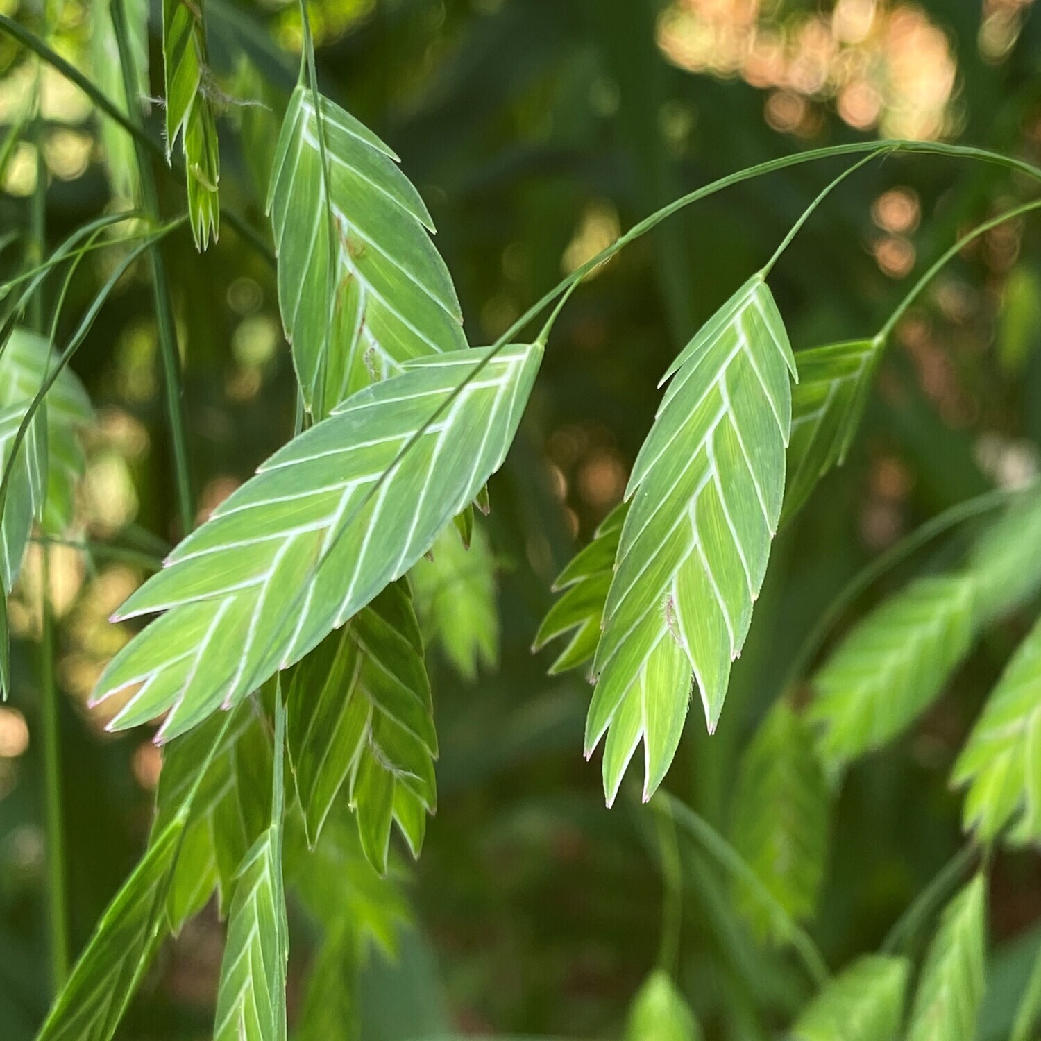 Chasmanthium latifolium (river oats)
