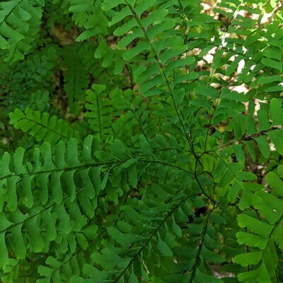 Adiantum pedatum (maidenhair fern)