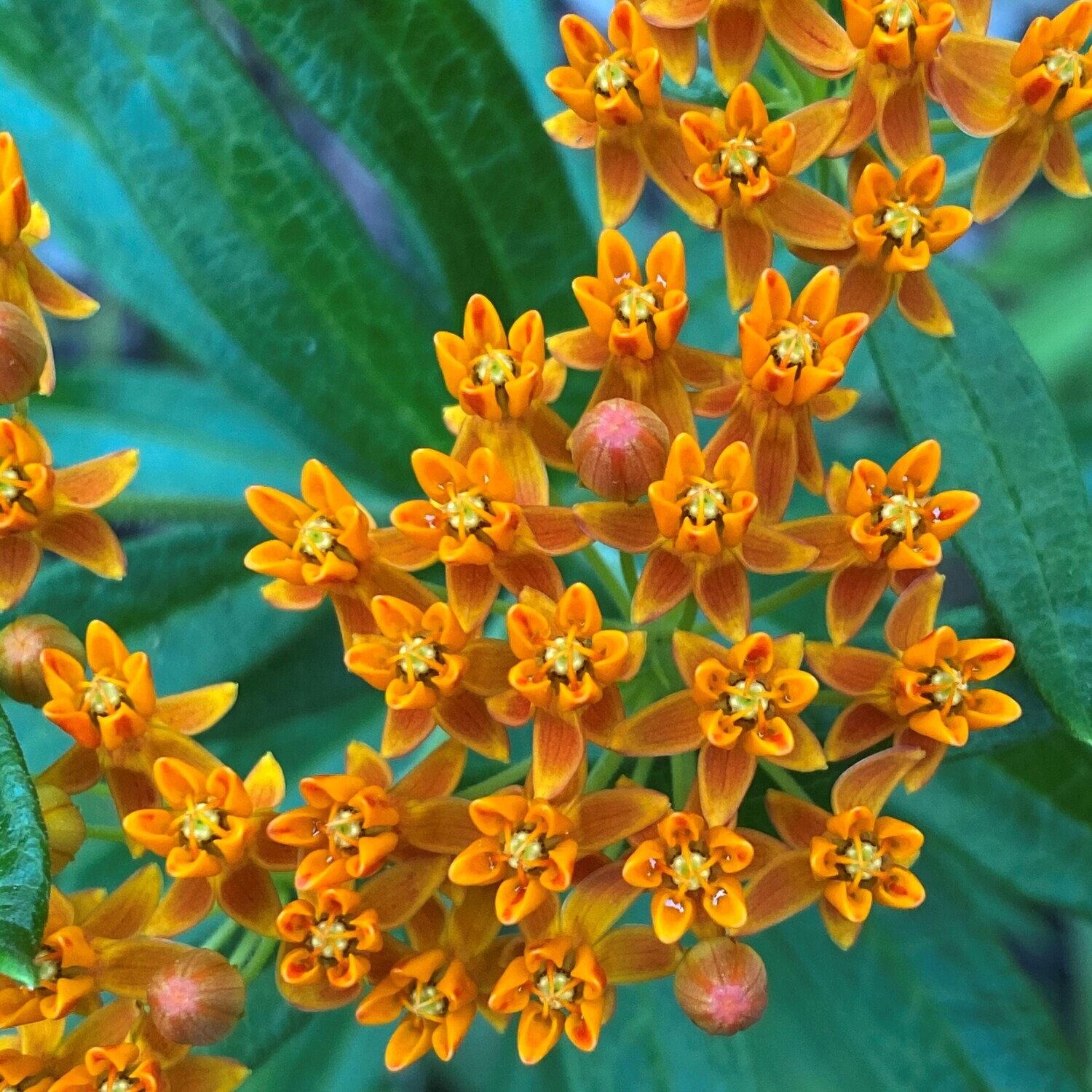 Asclepias tuberosa (butterfly milkweed)