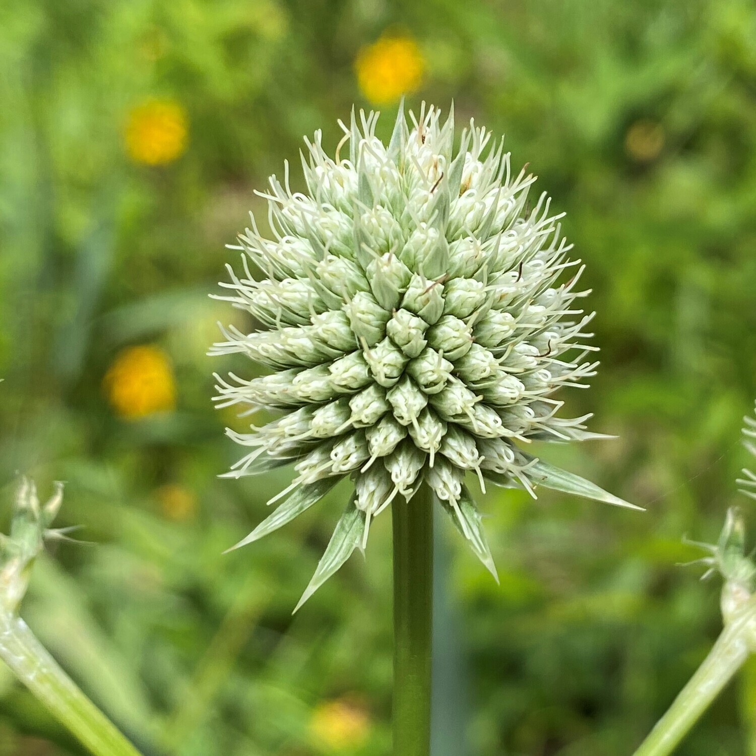 Eryngium yuccifolium (rattlesnake master)