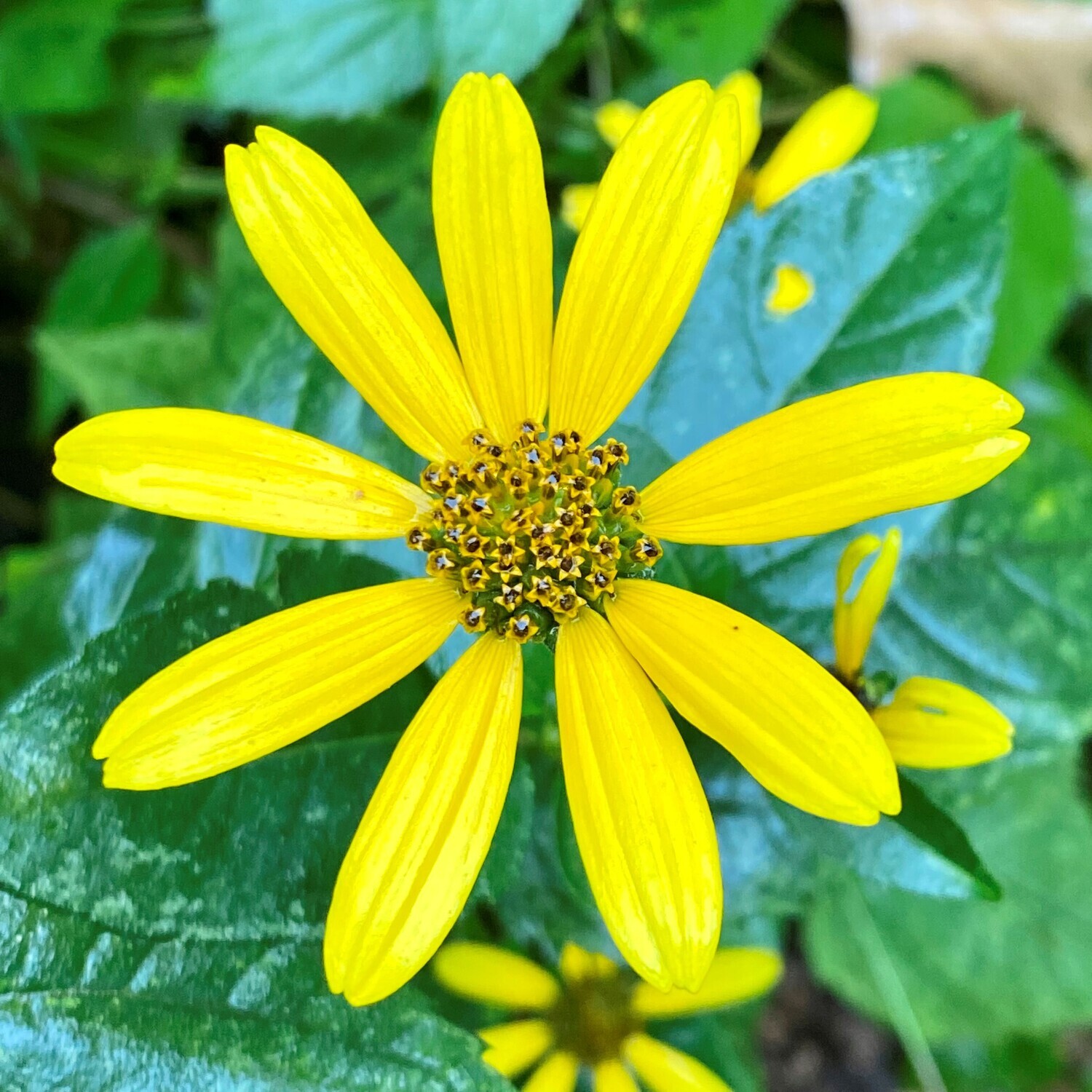 Heliopsis helianthoides (oxeye)
