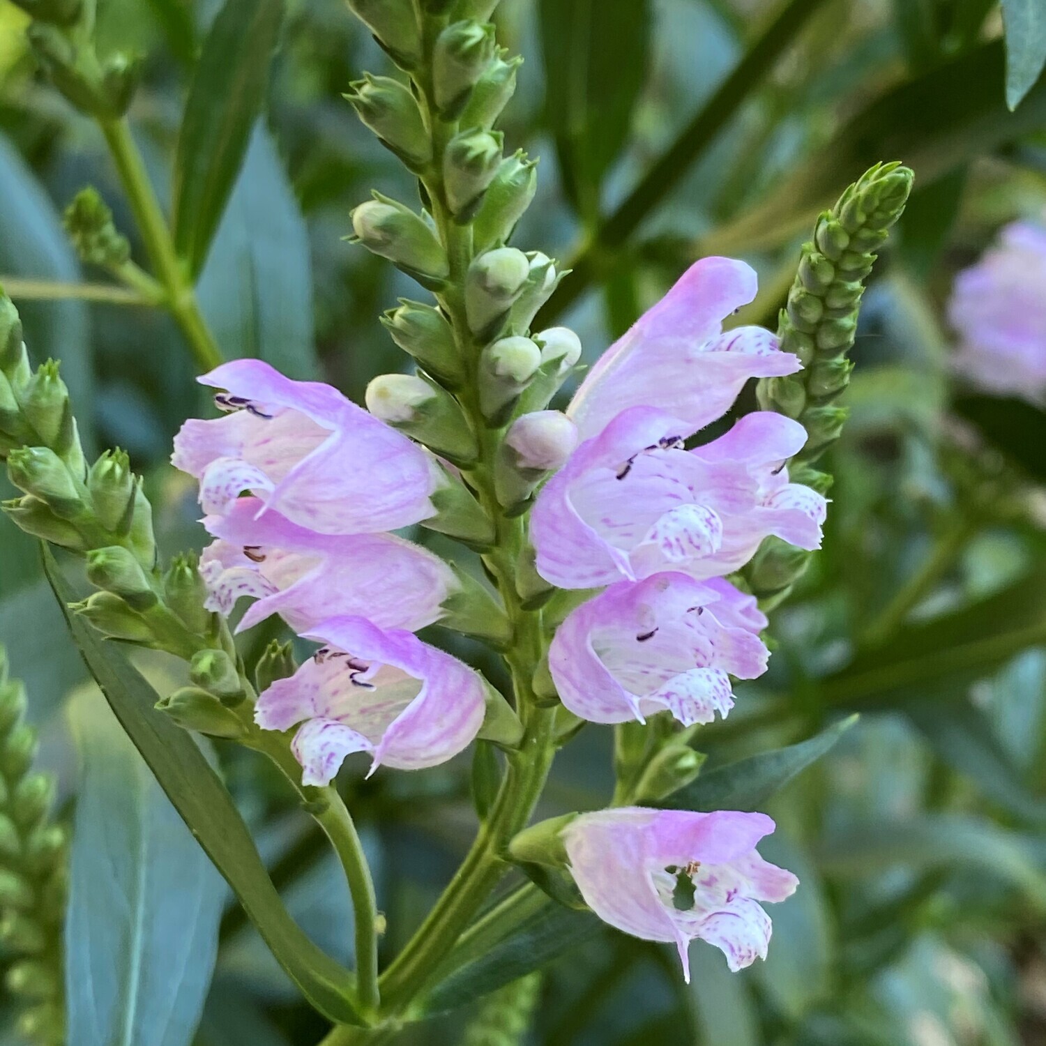 Physostegia virginiana (obedient plant)