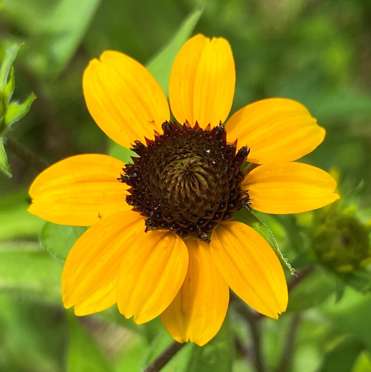Rudbeckia triloba (brown-eyed Susan)