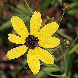 Coreopsis tripteris (tall coreopsis)