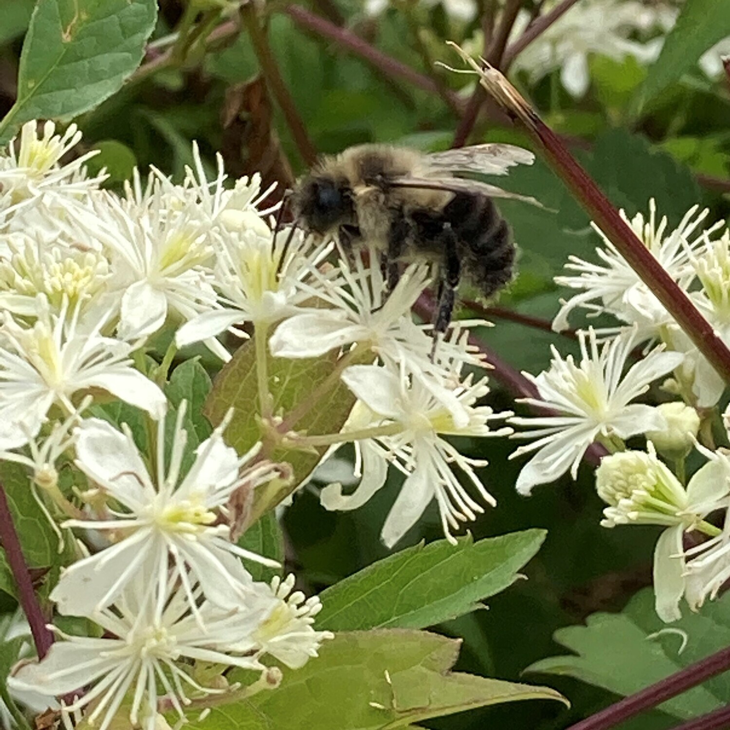 Clematis virginiana (virgin&#39;s bower, devil&#39;s darning needles)