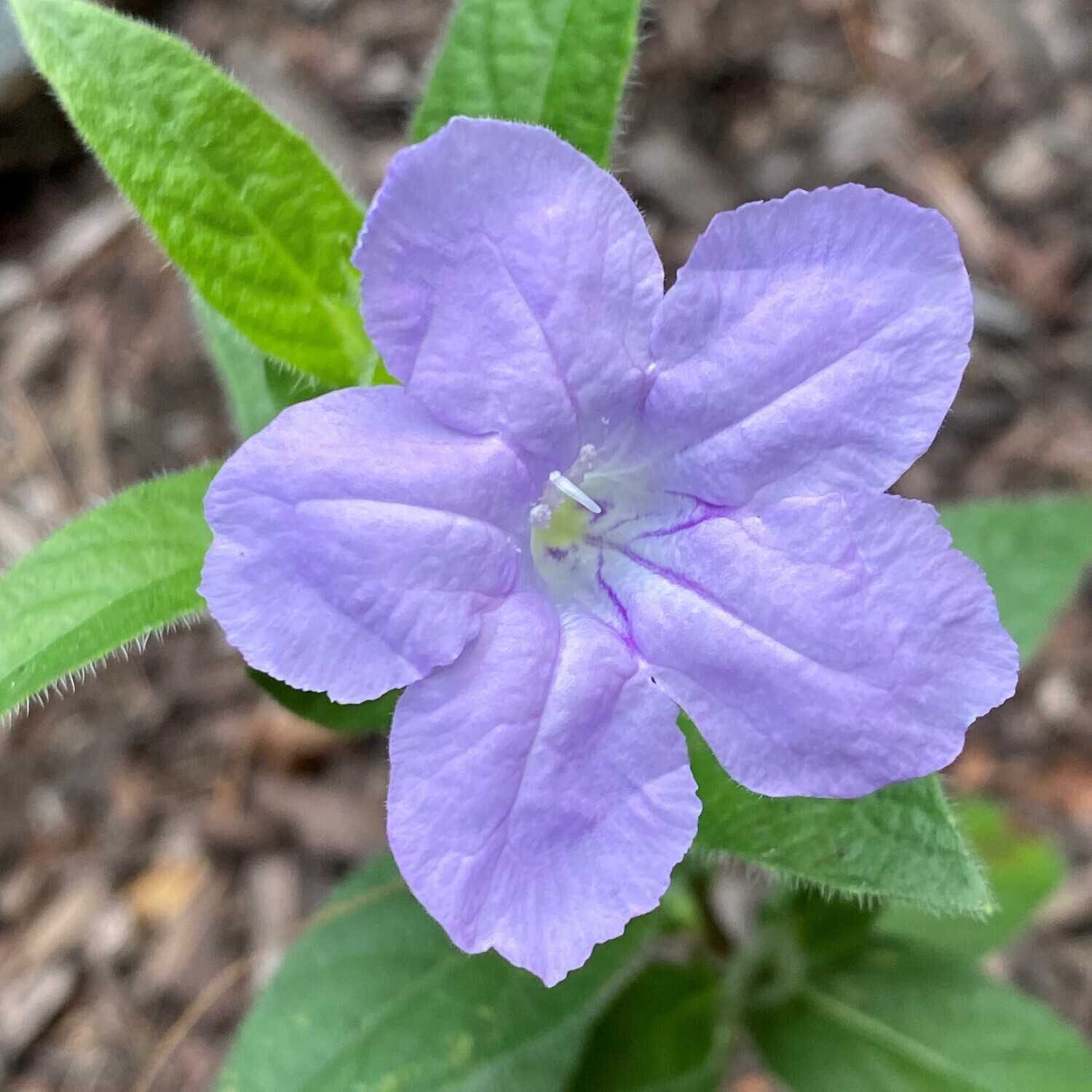 Ruellia humilis (prairie petunia)