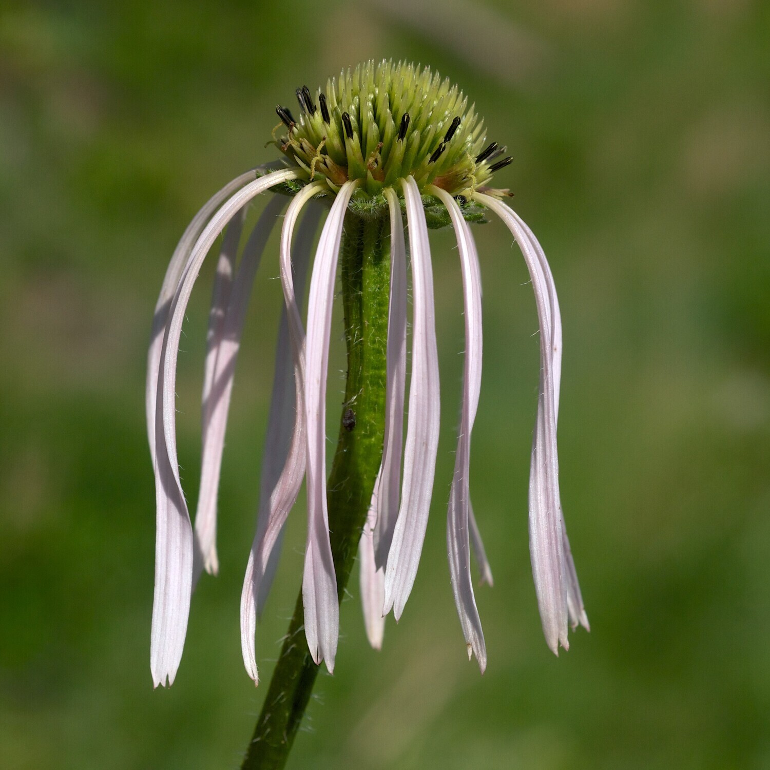 Echinacea pallida (pale purple coneflower)