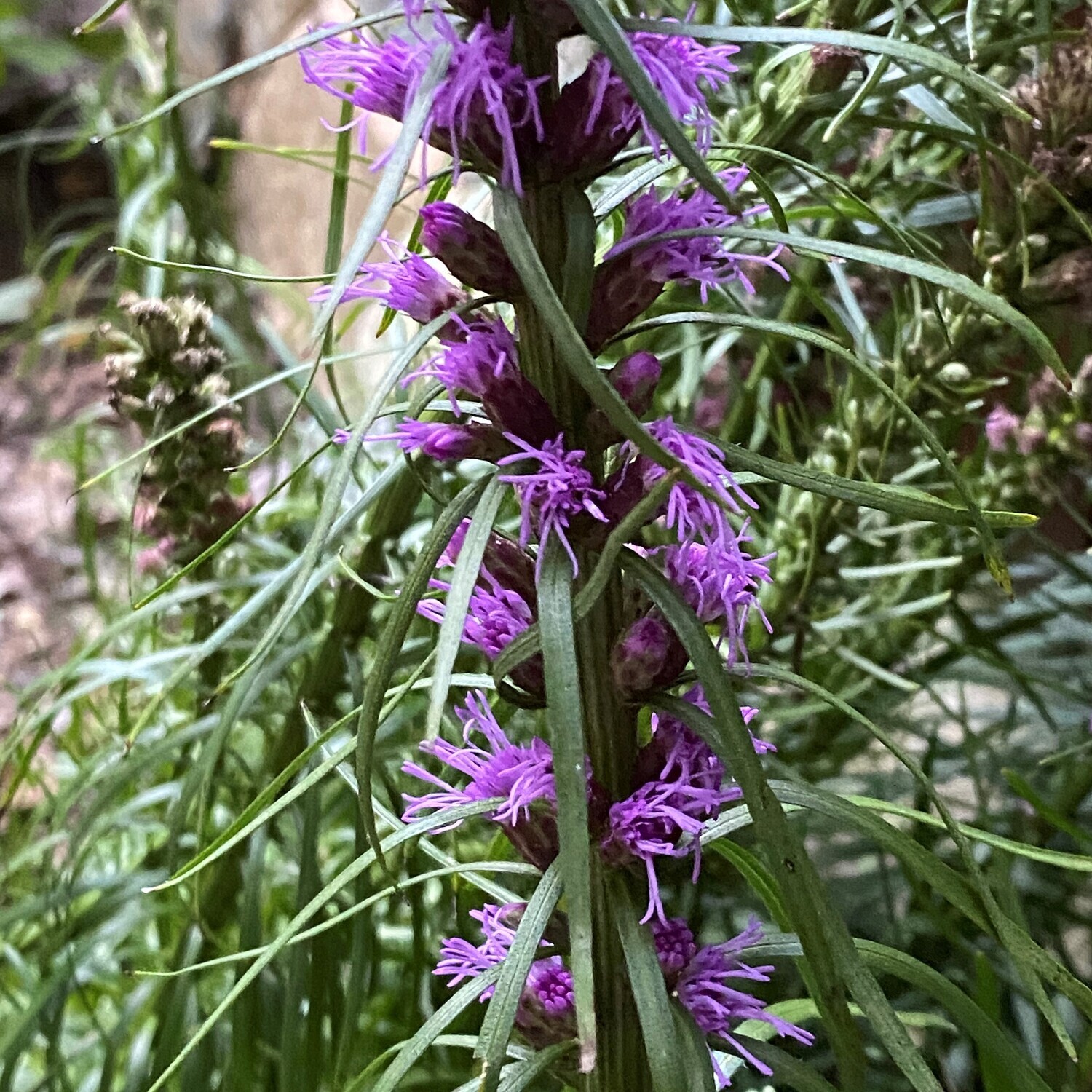 Liatris spicata (dense blazing star) “Kobold”