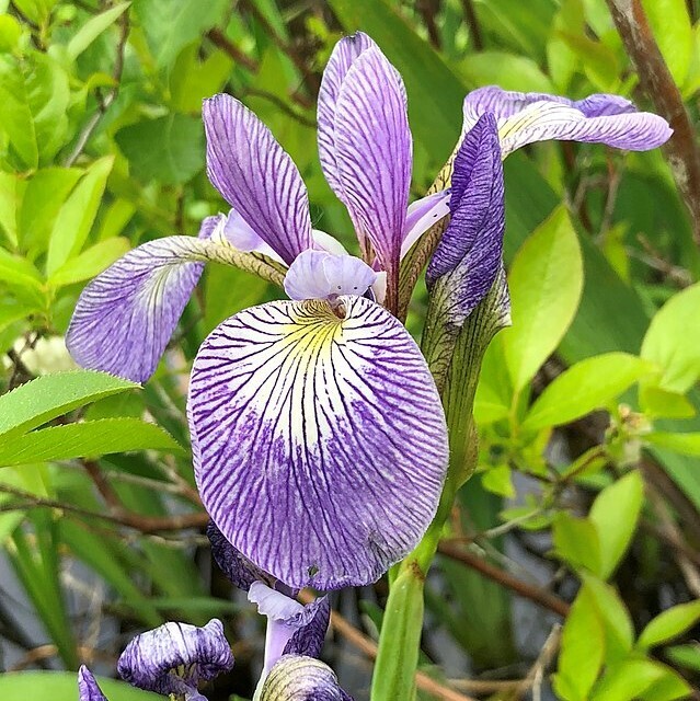 Iris versicolor (blue flag iris)