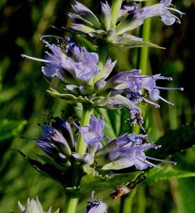 Agastache scrophularifolia (giant pale purple hyssop)