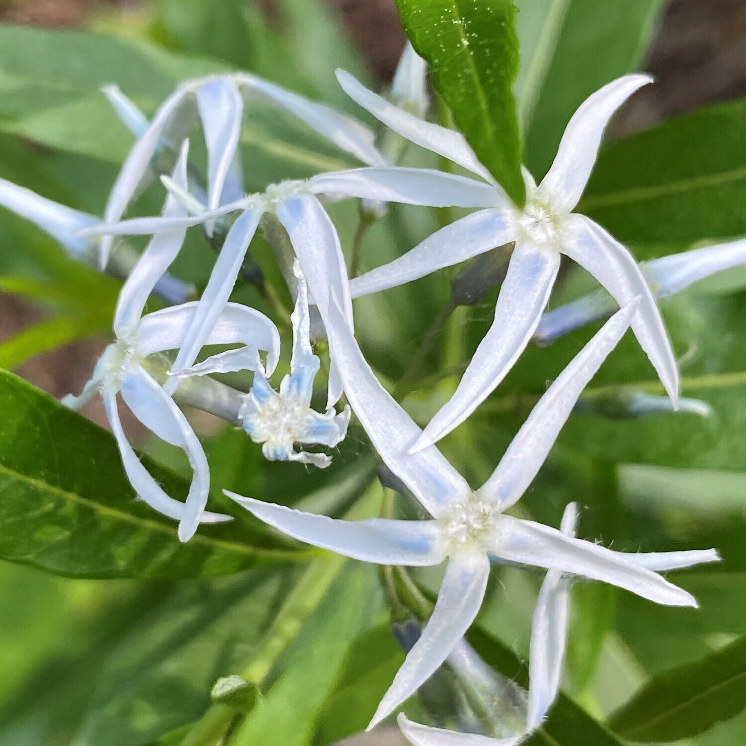 Amsonia tabernaemontana (Eastern bluestar)