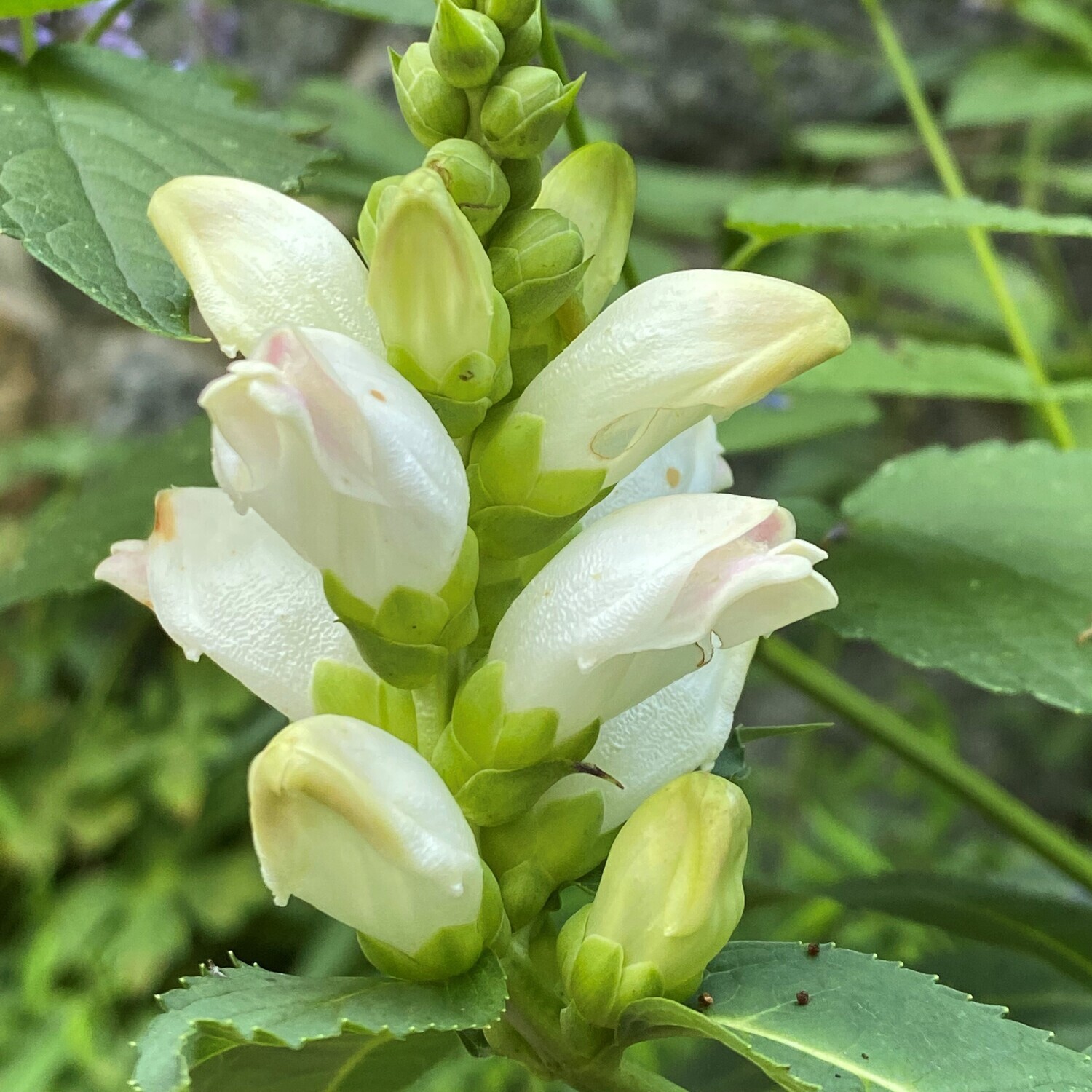 Chelone glabra (white turtlehead)