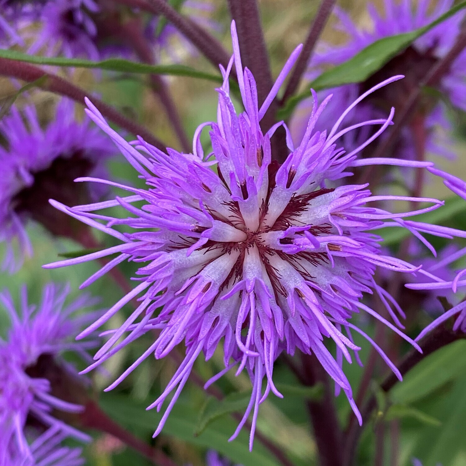 Liatris scariosa var. nieuwlandii (Northern blazing star)