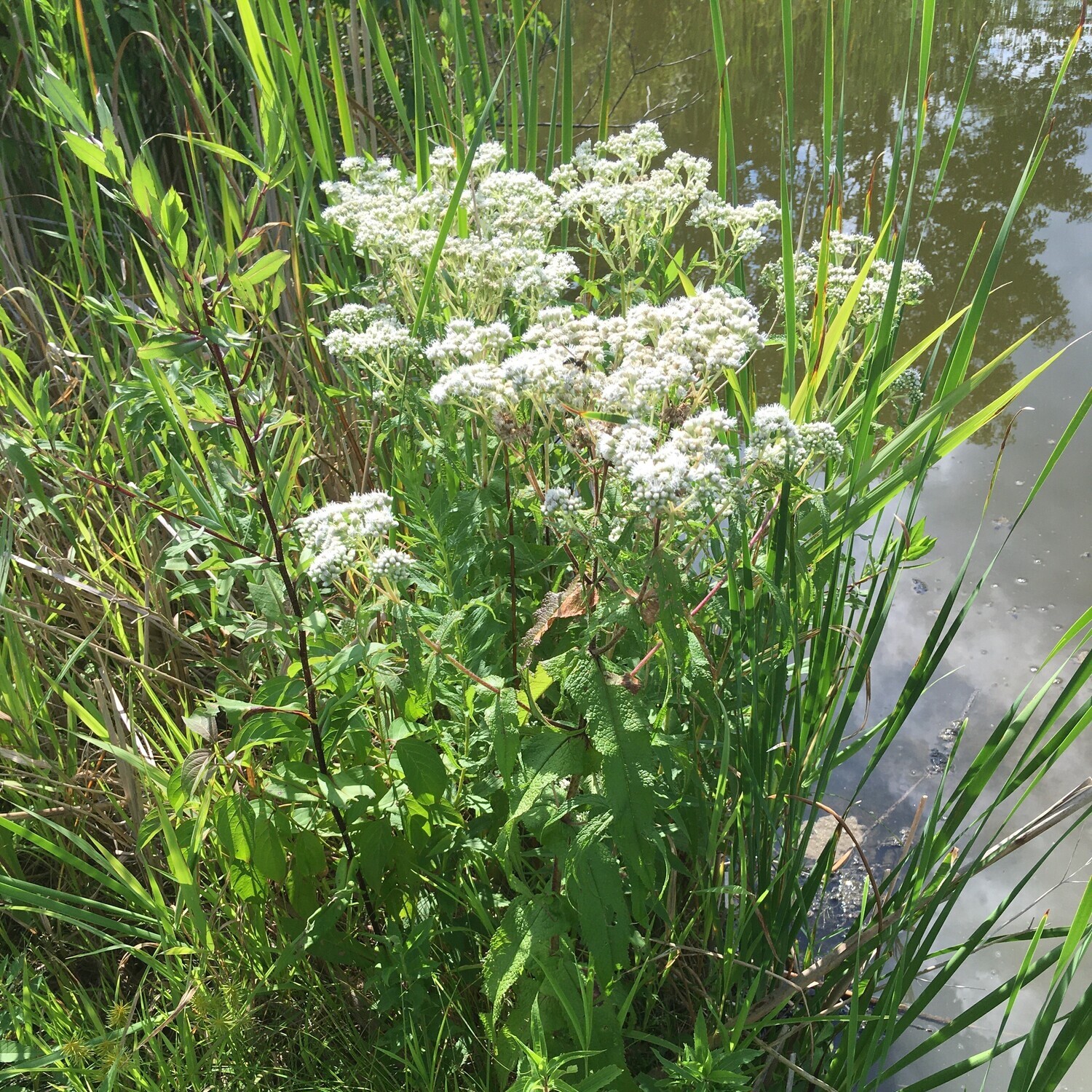 Eupatorium serotinum (late boneset)