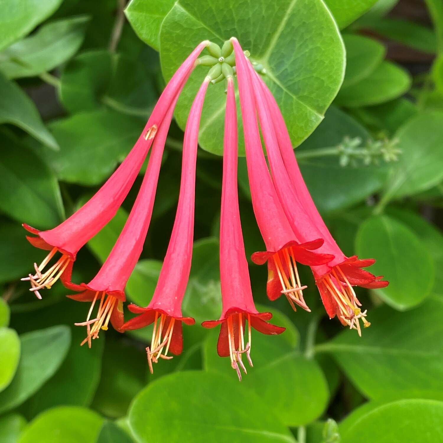 Lonicera sempervirens (coral honeysuckle)