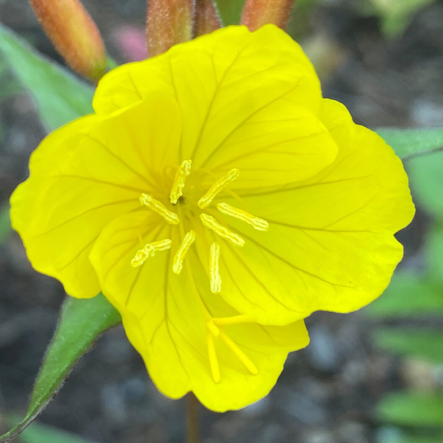 Oenothera fruticosa (sundrops)