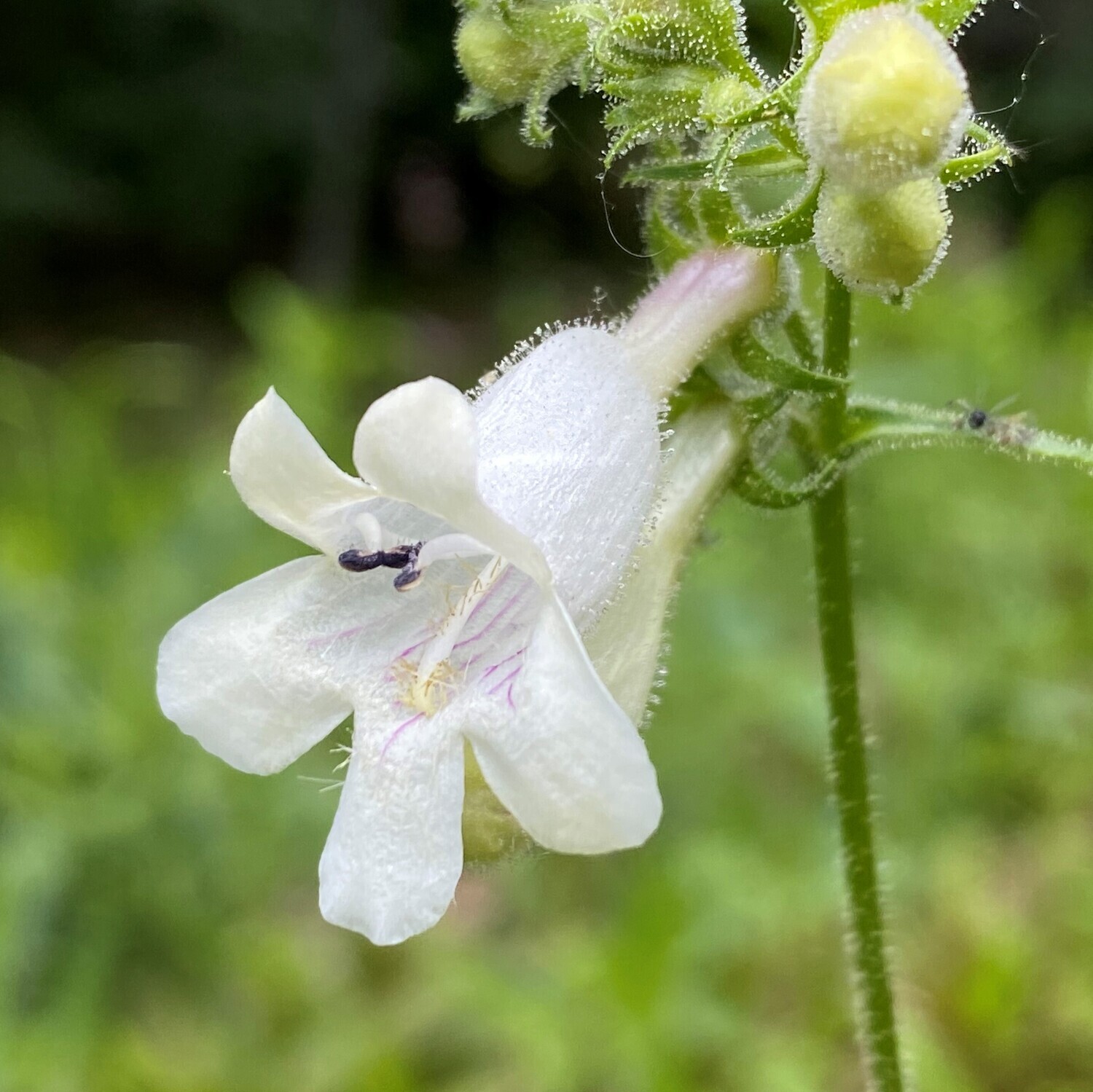 Penstemon digitalis (tall white beardtongue)