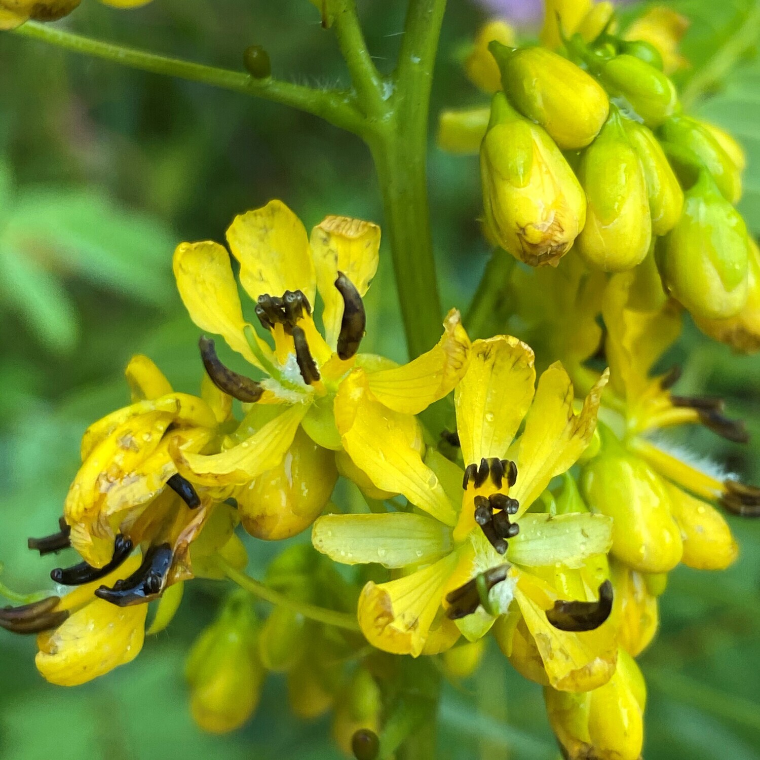 Senna hebecarpa (wild senna)