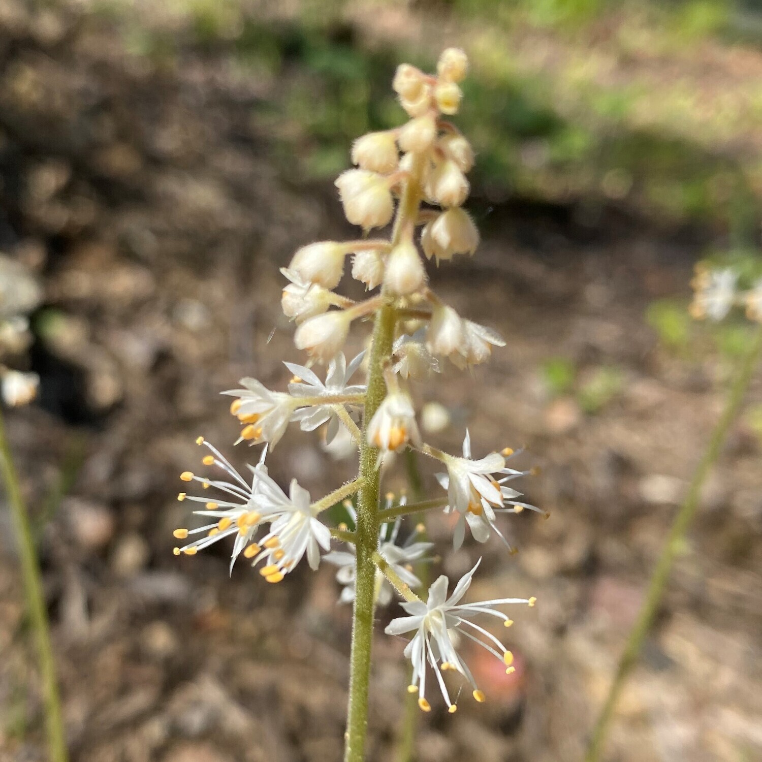 Tiarella cordifolia “Running Tapestry” (heartleaf foamflower)
