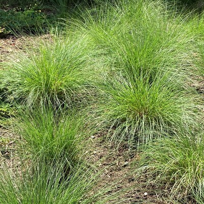Sporobolus heterolepis (prairie dropseed)