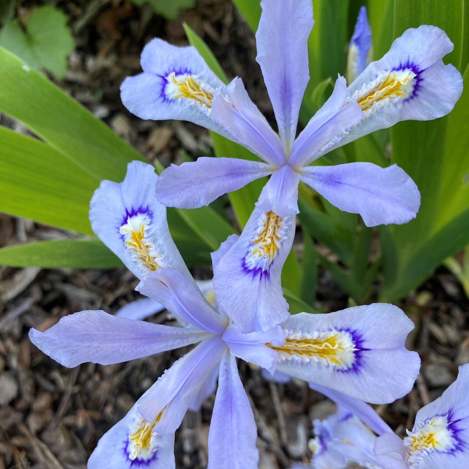 Iris cristata (dwarf crested iris)