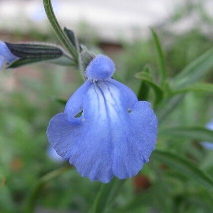 Salvia azurea (Big blue sage)