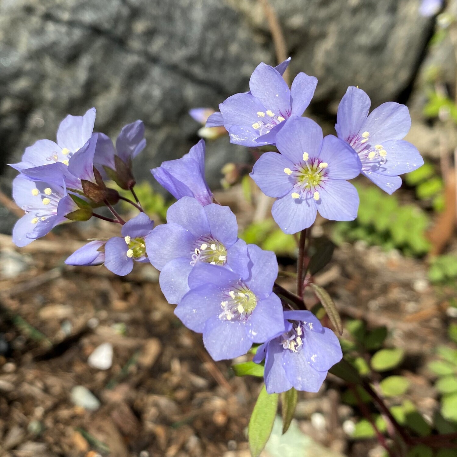 Polemonium reptans (Jacob&#39;s ladder)