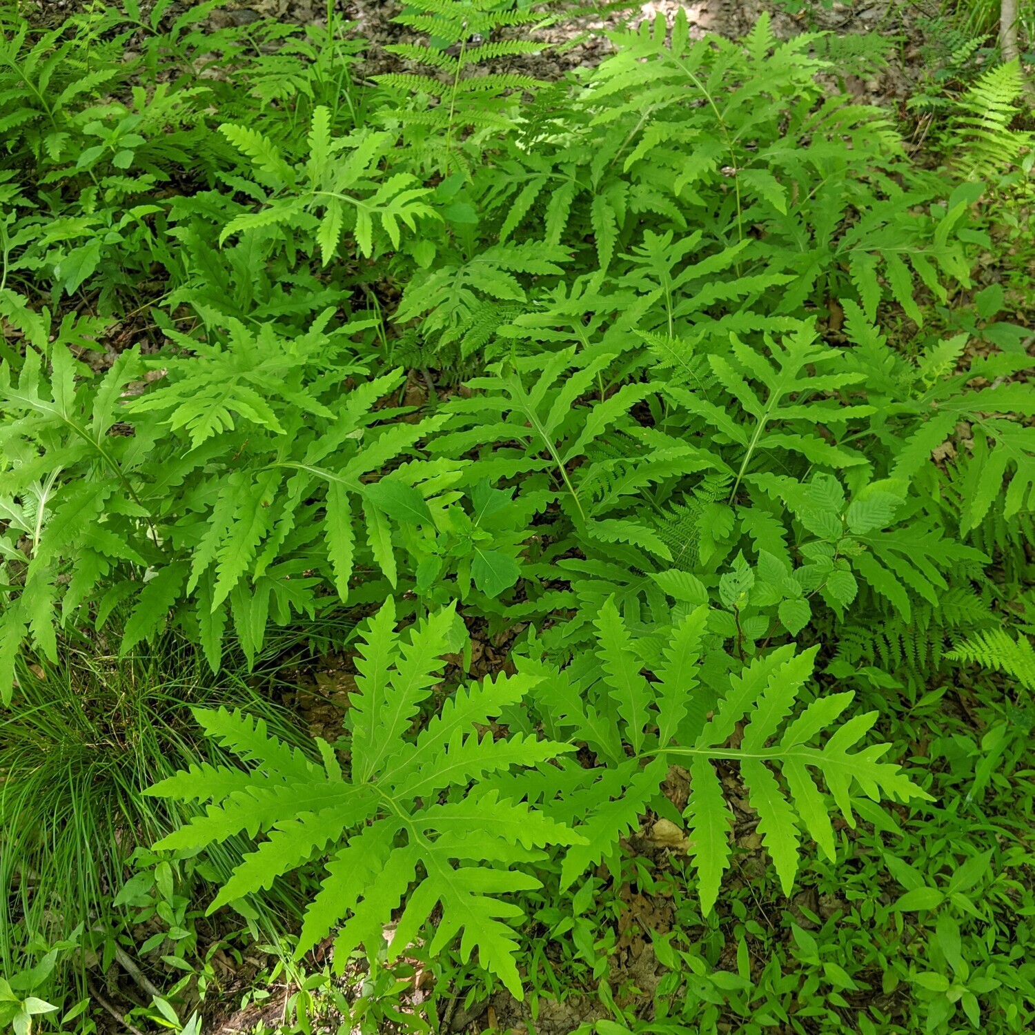 Onoclea sensibilis (sensitive fern)