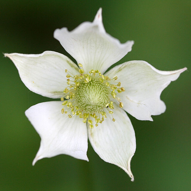 Anemone virginiana (tall thimbleweed)