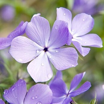 Phlox divaricata "Blue Moon"