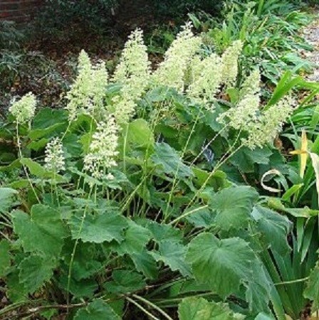 Heuchera macrorhiza &#39;Autumn Bride&#39;