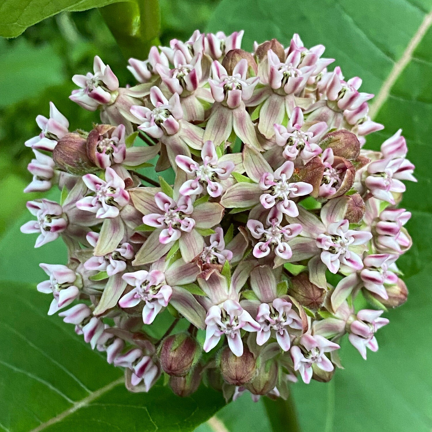 Asclepias syriaca (common milkweed)