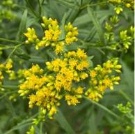 Euthamia graminifolia (flat-top goldenrod, narrow leaved goldenrod)