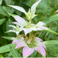 Monarda punctata (spotted horsemint, spotted bee balm)