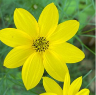 Coreopsis verticillata (threadleaf coreopsis)