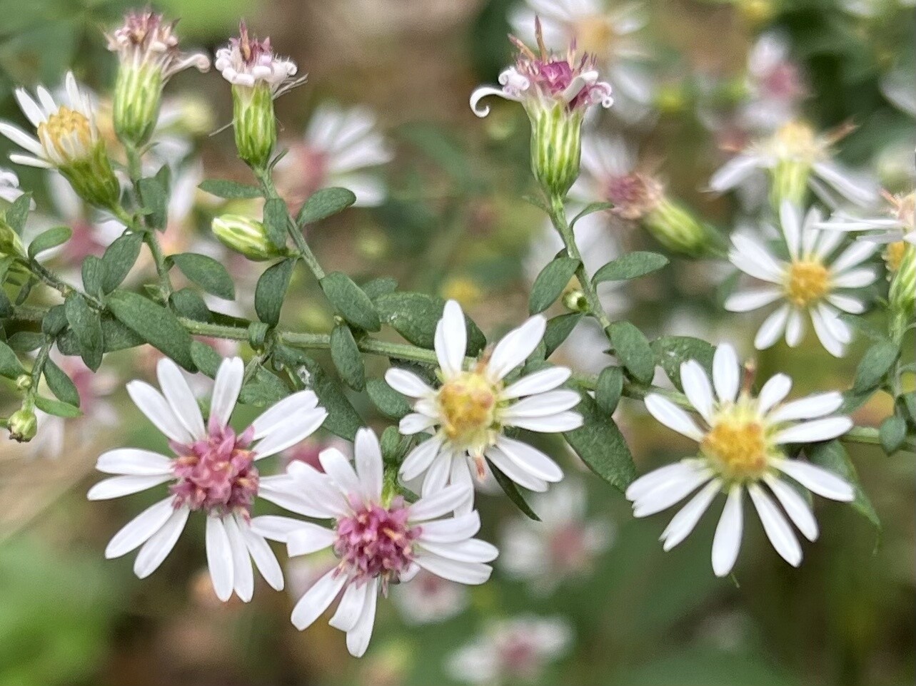 Symphyotrichum lateriflorum (calico aster)