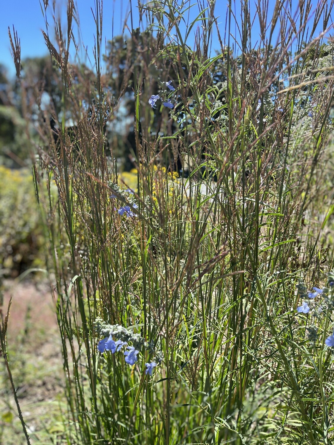 Andropogon gerardii (Big bluestem)