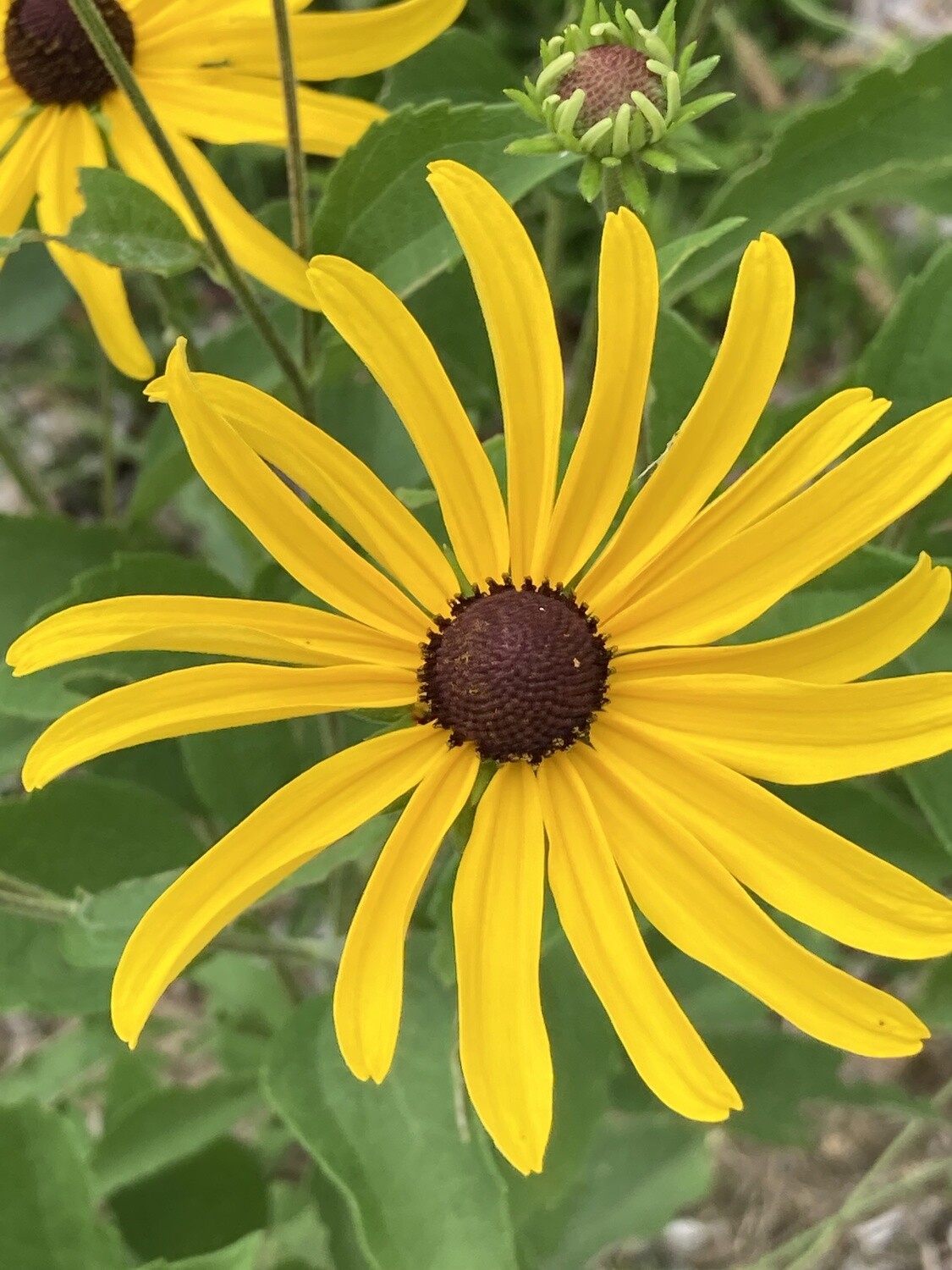 Rudbeckia subtomentosa (sweet black-eyed Susan)