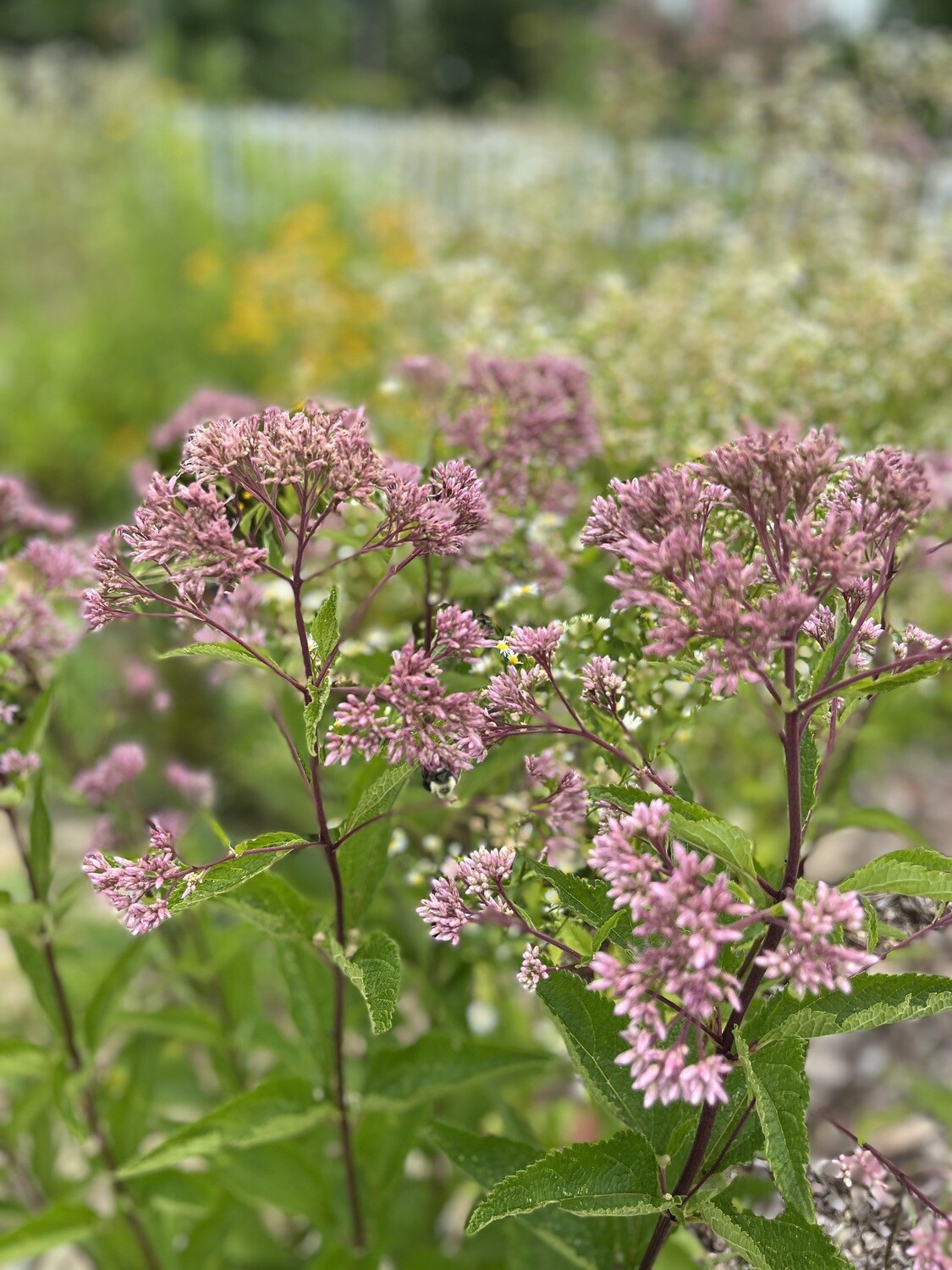 Eutrochium dubium (Coastal Joe-Pye weed)